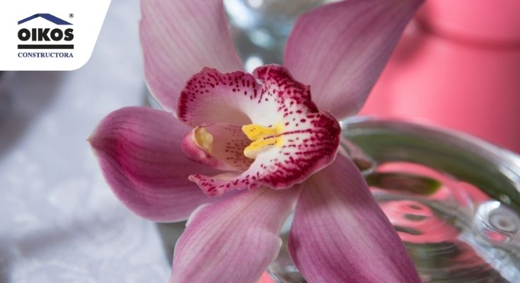 La flor de orquídea símbolo magistral de Fusagasugá | OIKOS